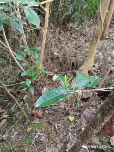 福鼎:一片地,一杯茶,一群人,一条心